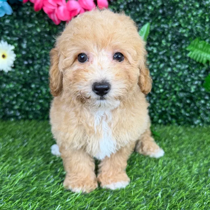 Female Bichon-Poodle puppy named Amaya for sale at Puppy Dreams - Denton.