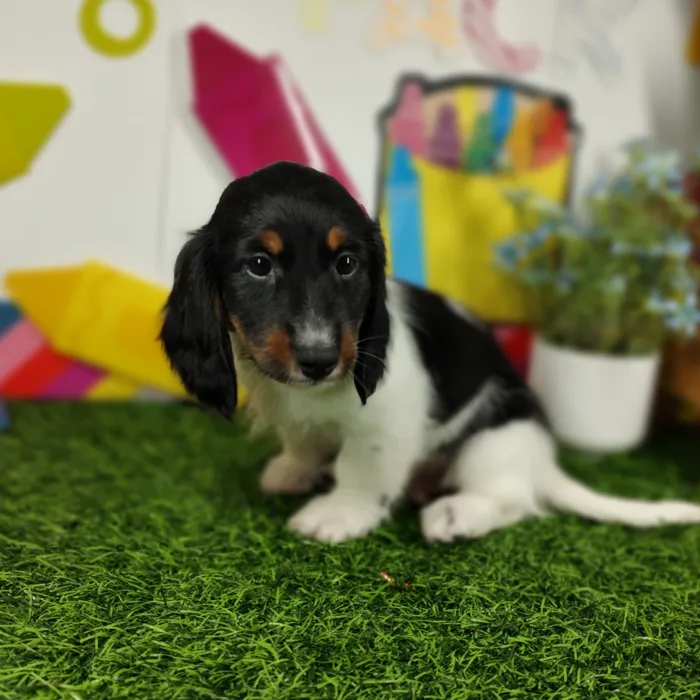 Male Dachshund puppy named *Coach* for sale at Puppy Dreams - Mansfield.