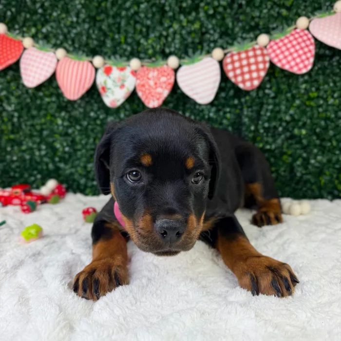 Female Rottweiler puppy named Maisie for sale at Puppy Dreams - Garland.