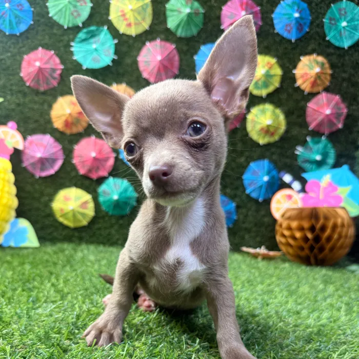 Male Chihuahua puppy named Chico for sale at Puppy Dreams - Carrollton.
