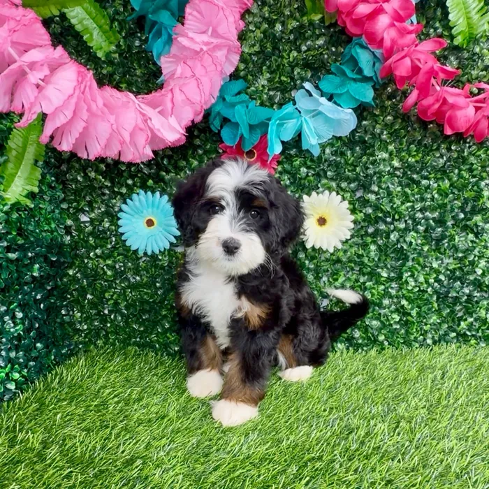 Female Bernedoodle puppy named Mooyah for sale at Puppy Dreams - Denton.
