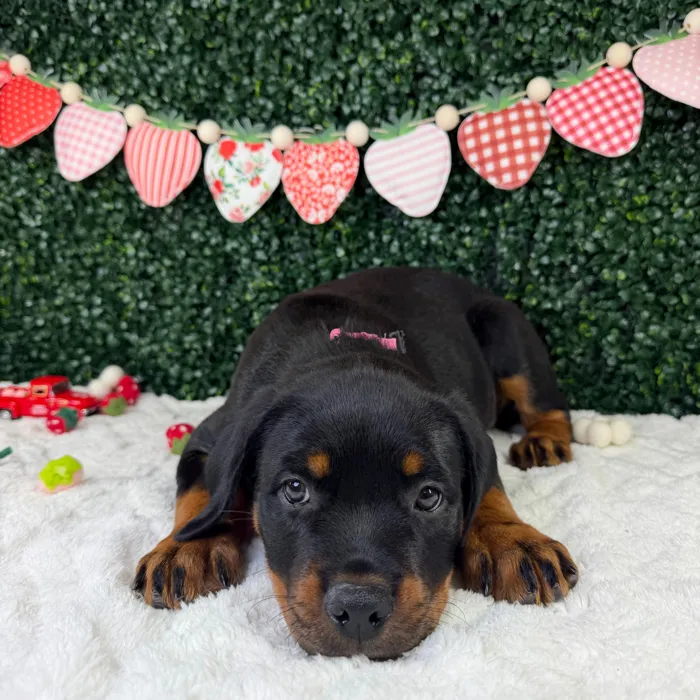 Female Rottweiler puppy named Maisie for sale at Puppy Dreams - Garland.