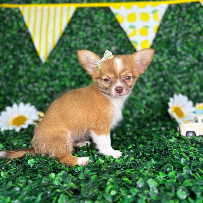 Female Chihuahua puppy named Olive for sale at Puppy Dreams - North Richland Hills.