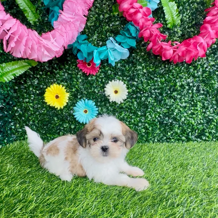Female Teddy Bear puppy named Mc Rib for sale at Puppy Dreams - Denton.