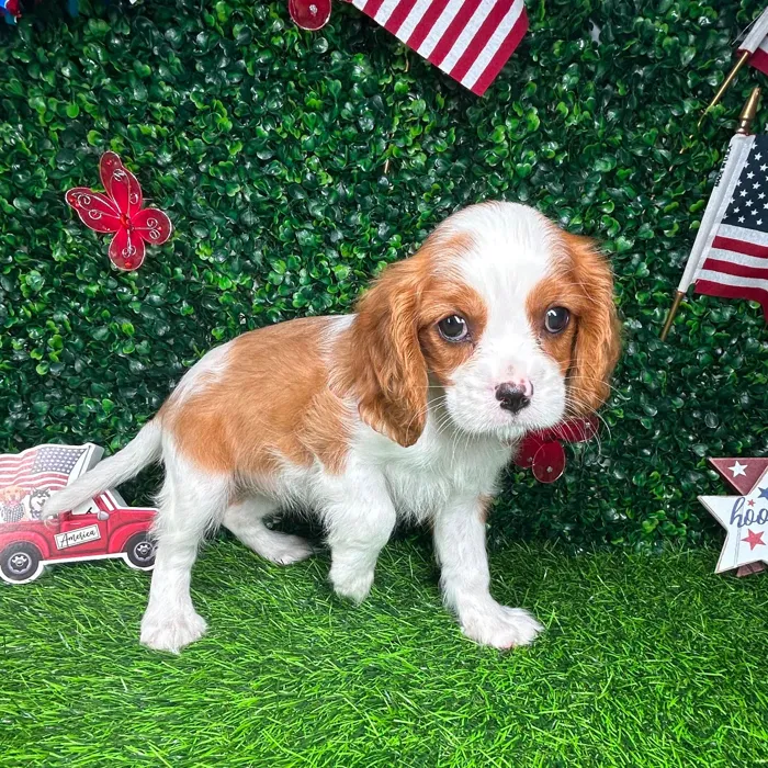 Female Cavalier King Charles Spaniel puppy named *Shortcake* for sale at Puppy Dreams - Mansfield.
