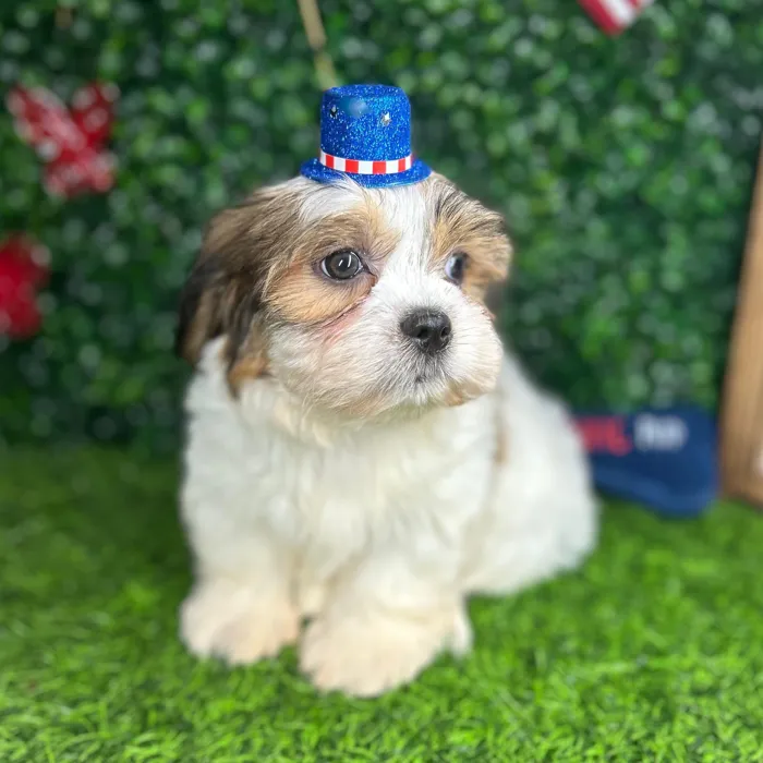 Male Shorkie puppy named *Fizz* for sale at Puppy Dreams - Mansfield.