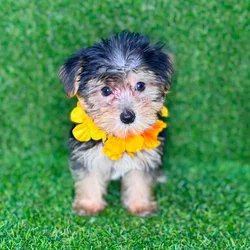 car_main_img_/media/ap_media/pets/KAUQZCLIVICX130264.webp.250x250_q85.webp