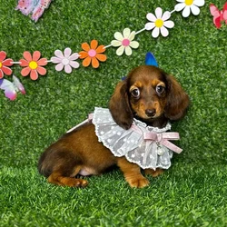 car_main_img_/media/ap_media/pets/KBDHOVULIGKN122536.webp.250x250_q85.webp