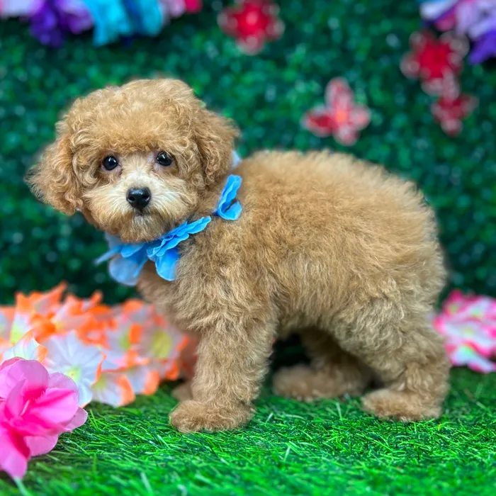 Male Mini Poodle puppy named *Aspen* for sale at Puppy Dreams - Mansfield.
