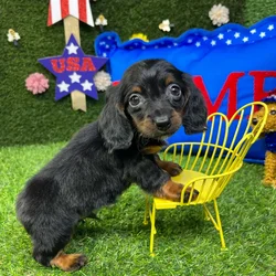 Male Dachshund puppy named Tiny for sale at Puppy Dreams - Carrollton.