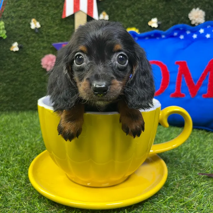 Male Dachshund puppy named Tiny for sale at Puppy Dreams - Carrollton.