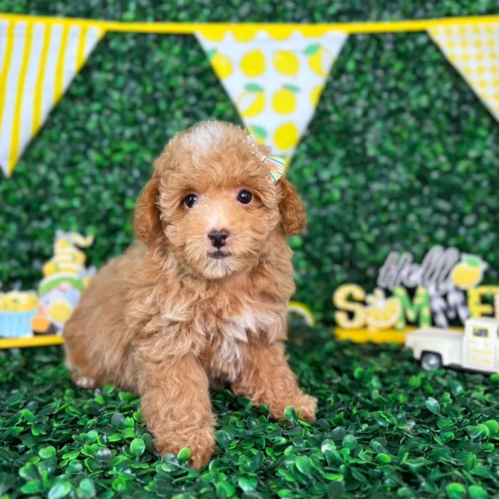 Female Maltipoo puppy named Bonnie for sale at Puppy Dreams - North Richland Hills.