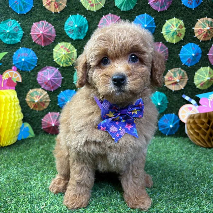 Male Mini Goldendoodle puppy named Teddy for sale at Puppy Dreams - Carrollton.