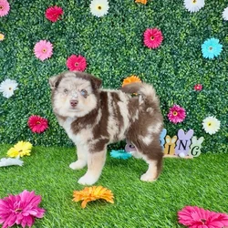 Female Pomsky puppy named Emmy Demmy for sale at Puppy Dreams - Denton.