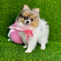 car_main_img_/media/ap_media/pets/KECVPGCTJDJF114409.webp.250x250_q85.webp