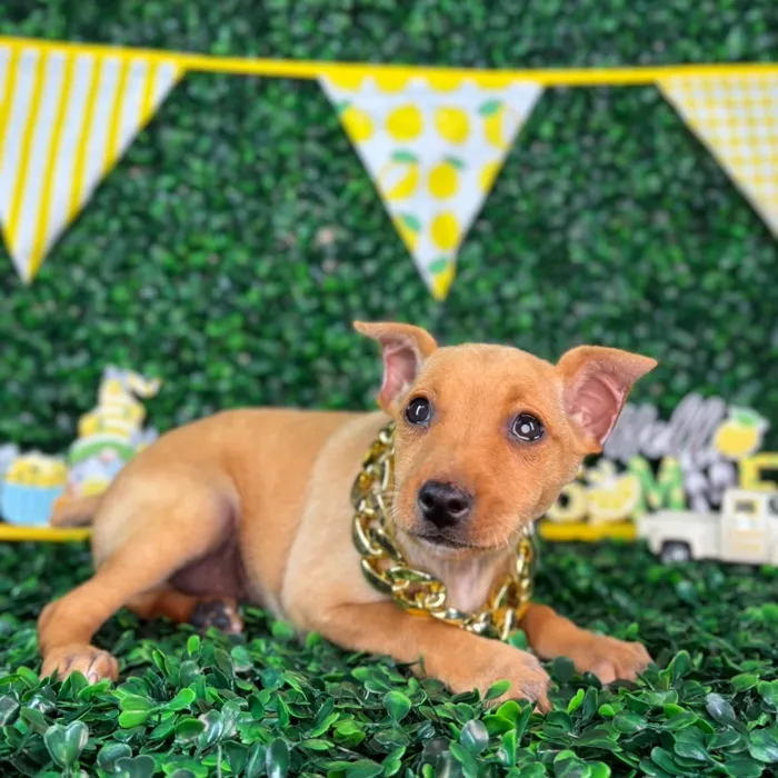 Male Min Pin puppy named King for sale at Puppy Dreams - North Richland Hills.