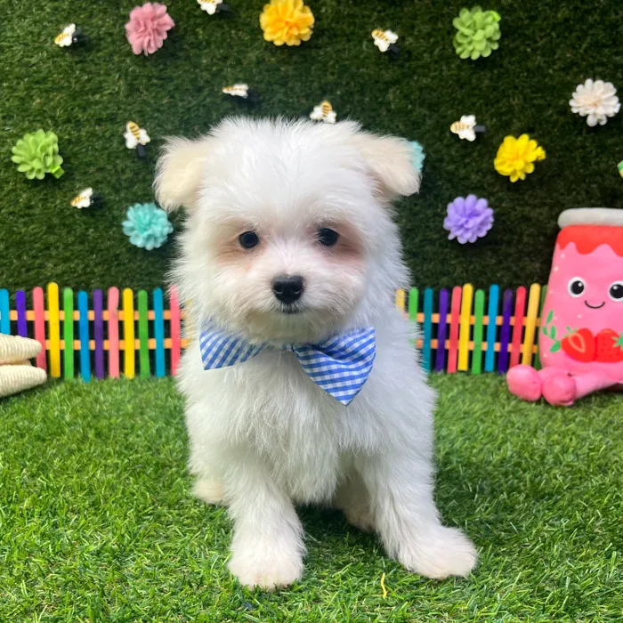 Male Pomachon puppy named Puff for sale at Puppy Dreams - Carrollton.
