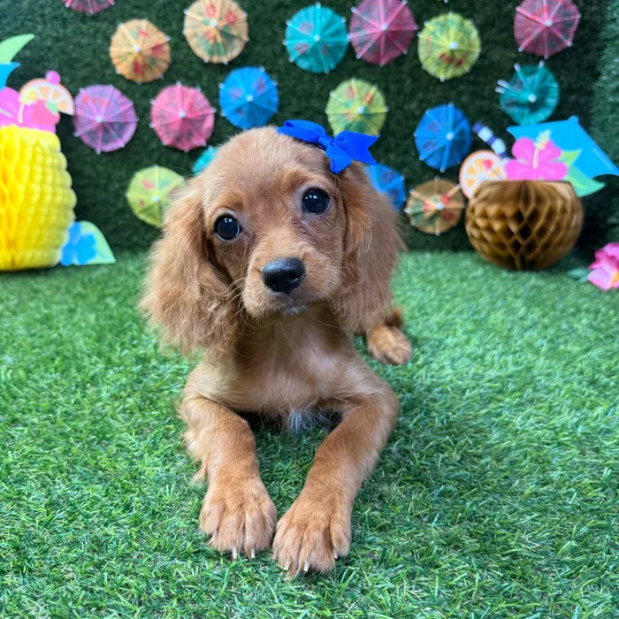 Female Cavapoo puppy named Hazel for sale at Puppy Dreams - Carrollton.