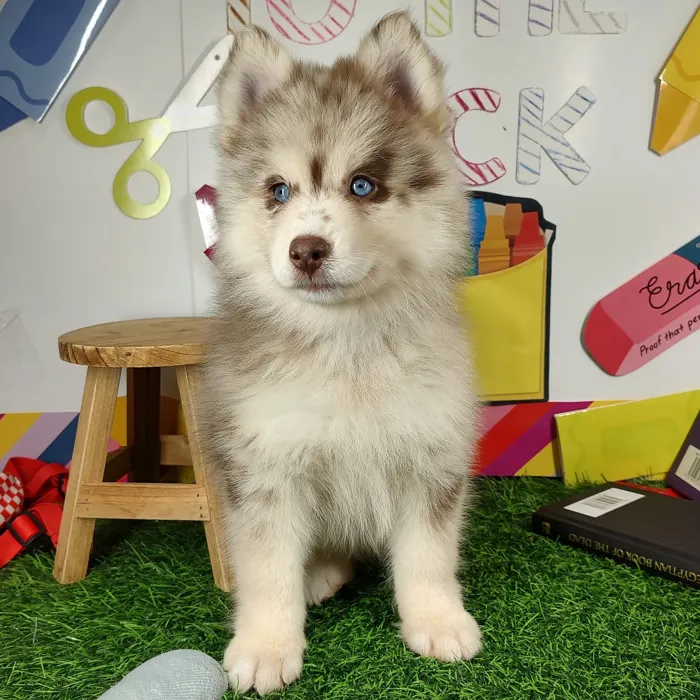 Female Pomsky puppy named Disco for sale at Puppy Dreams - Mansfield.