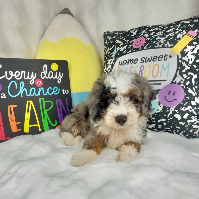 Female Bernedoodle puppy named Almond Joy for sale at Puppy Dreams - Denton.