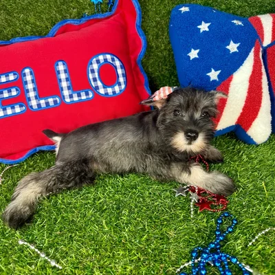 Female Mini Schnauzer puppy for sale at Puppy Dreams - Arlington.