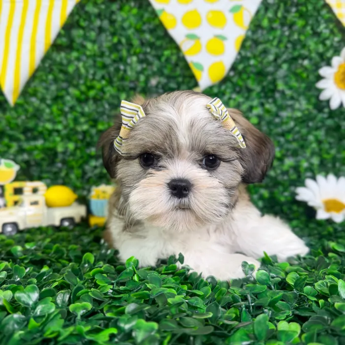 Female Teddy Bear puppy named Stella for sale at Puppy Dreams - North Richland Hills.