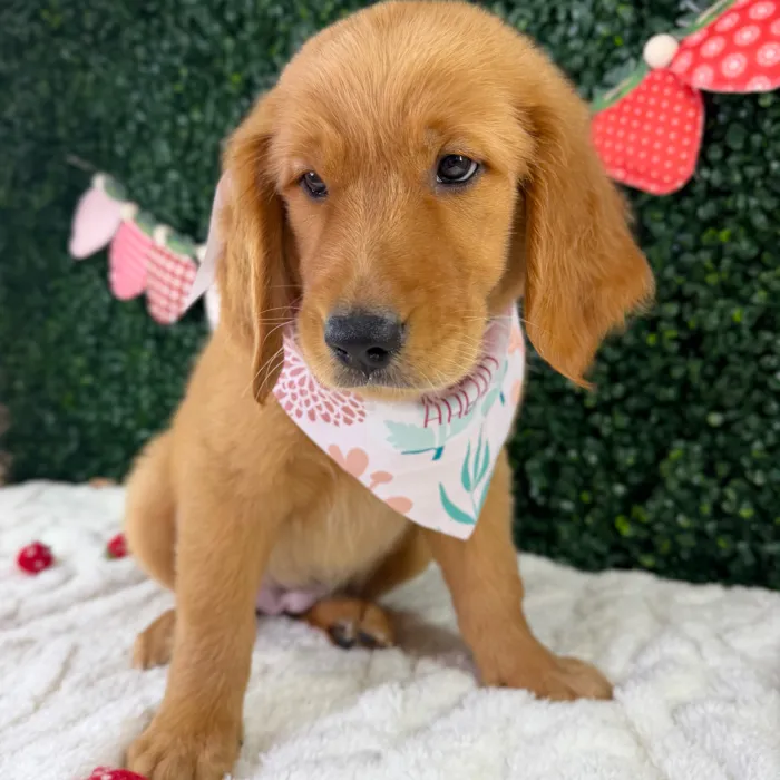 Female Golden Retriever puppy named Cinnamon for sale at Puppy Dreams - Garland.