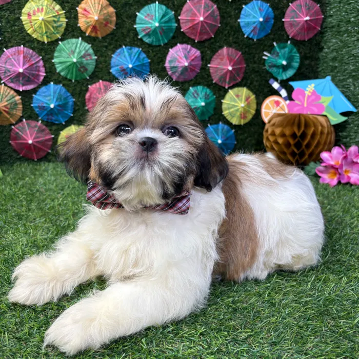 Male Shih Tzu puppy named Milo for sale at Puppy Dreams - Carrollton.