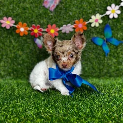 car_main_img_/media/ap_media/pets/KIYQEGSYOXGB122518.webp.250x250_q85.webp