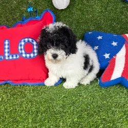 Male Mini Poodle puppy named Furrari for sale at Puppy Dreams - Arlington.