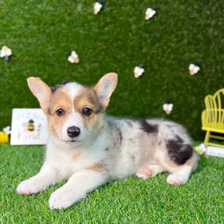 car_main_img_/media/ap_media/pets/KJSKHFWDLHWT121555.webp.250x250_q85.webp