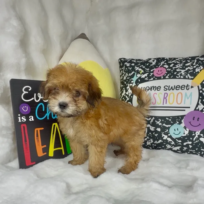 Male Teddy Bear puppy named Haribo for sale at Puppy Dreams - Denton.