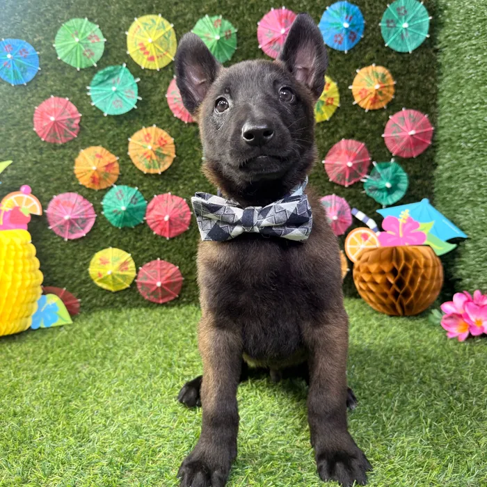 Male Belgian Malinois puppy named Bandit for sale at Puppy Dreams - Carrollton.
