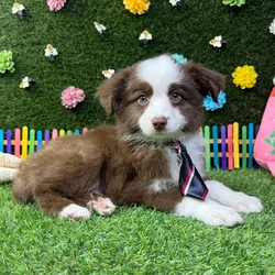 Male Mini Aussie puppy named Max for sale at Puppy Dreams - Carrollton.