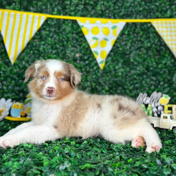 Female Mini Aussie puppy named Stella for sale at Puppy Dreams - North Richland Hills.