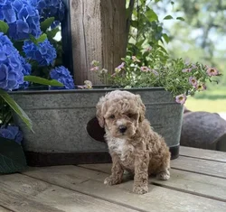 car_main_img_/media/ap_media/pets/KKSYLEDYHATM136443.webp.250x250_q85.webp
