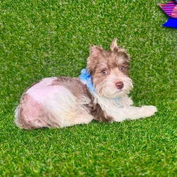car_main_img_/media/ap_media/pets/KLCCOTSYIGYY128832.webp.250x250_q85.webp