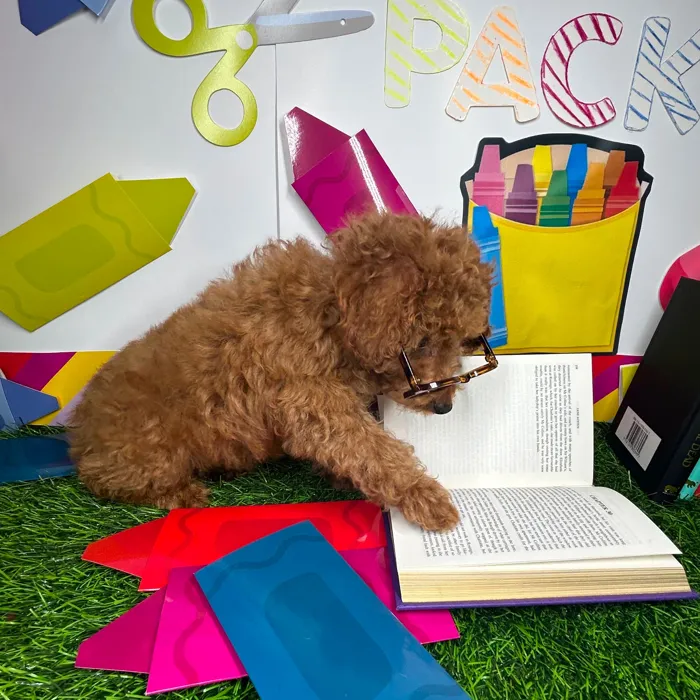 Male Mini Poodle puppy named *Mr. Evans* for sale at Puppy Dreams - Mansfield.