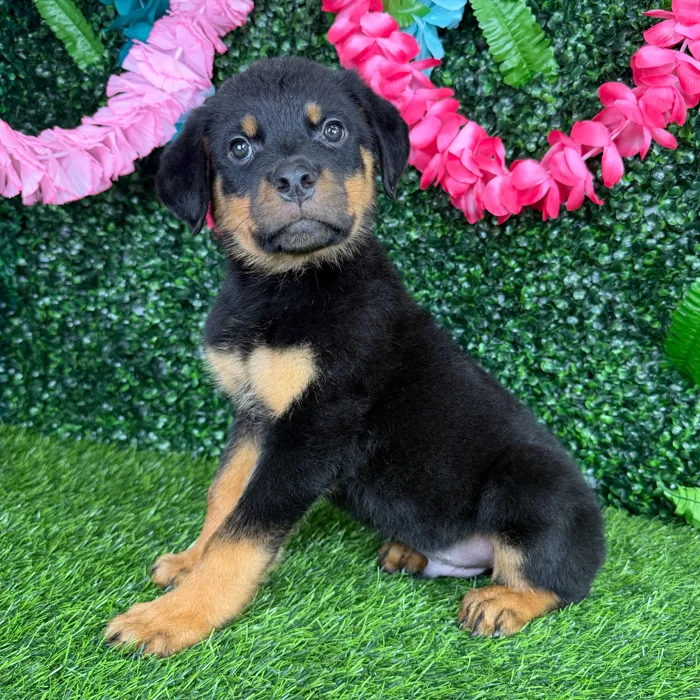 Male Rottweiler puppy named Ochoa for sale at Puppy Dreams - Denton.