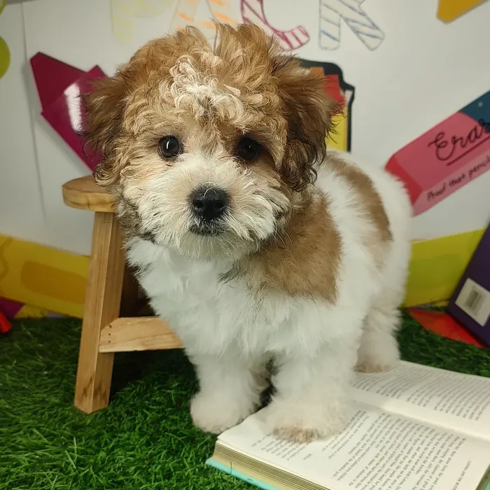 Female Yochon puppy named Stanky Leg for sale at Puppy Dreams - Mansfield.
