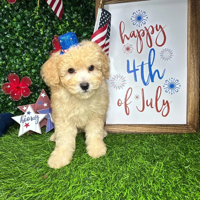 Male Mini Poodle puppy named *Maverick* for sale at Puppy Dreams - Mansfield.