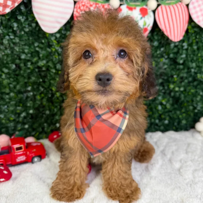 Male Havapoo puppy named Sunny for sale at Puppy Dreams - Garland.