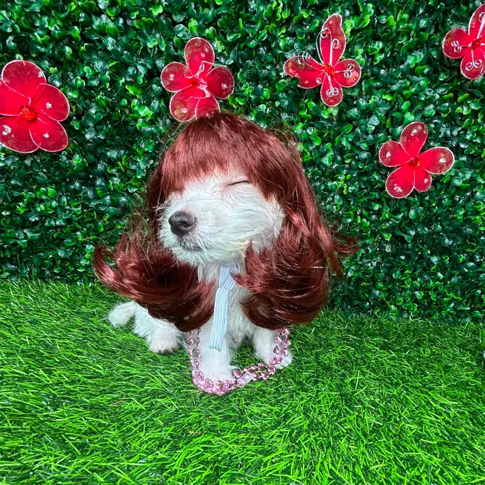Female Maltese puppy named *Pearl* for sale at Puppy Dreams - Mansfield.