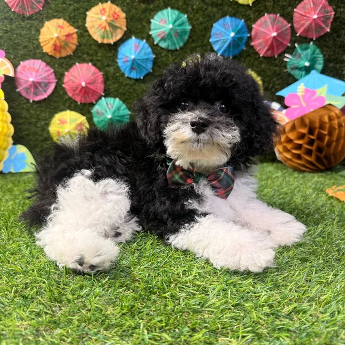 Male Poodle Toy puppy named Toby for sale at Puppy Dreams - Carrollton.