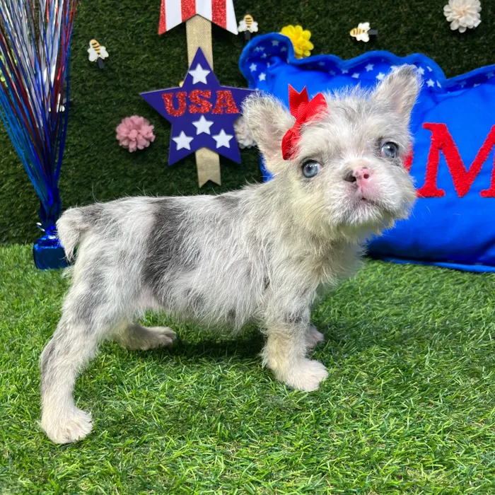 Female Fluffy French Bulldog puppy named Furby for sale at Puppy Dreams - Carrollton.