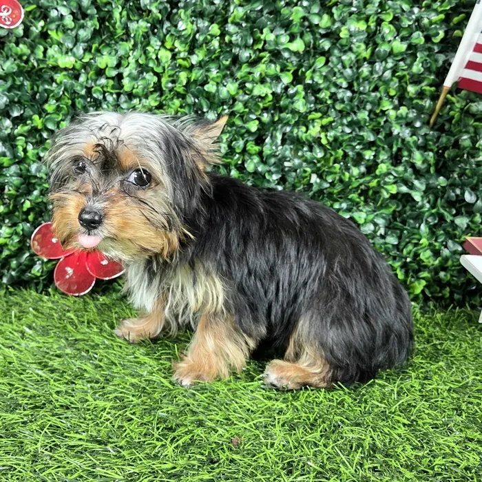 Female Yorkie puppy named *Pancake* for sale at Puppy Dreams - Mansfield.