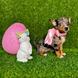 car_main_img_/media/ap_media/pets/KOGWVWYLXOAY115462.webp.250x250_q85.webp