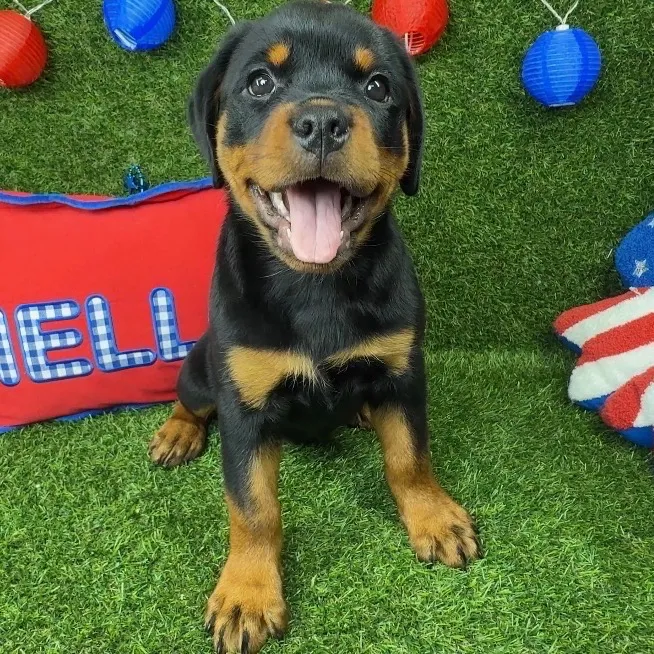 Female Rottweiler puppy named Yuki for sale at Puppy Dreams - Arlington.