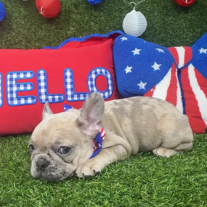 Male French Bulldog puppy named Pongo for sale at Puppy Dreams - Arlington.