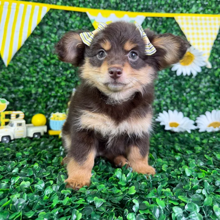 Female Pomeranian/Dachshund puppy named Lucy for sale at Puppy Dreams - North Richland Hills.